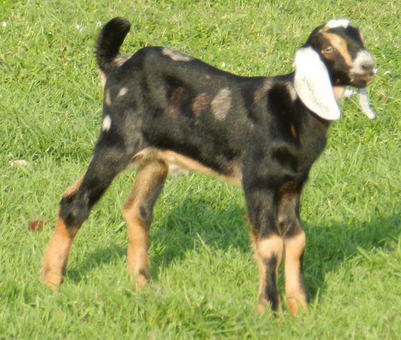 Devon, 04/07/12